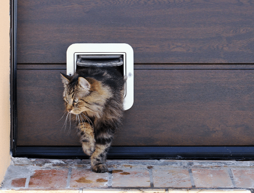 Have a cat flap installed