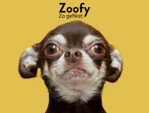 Zoofy hond