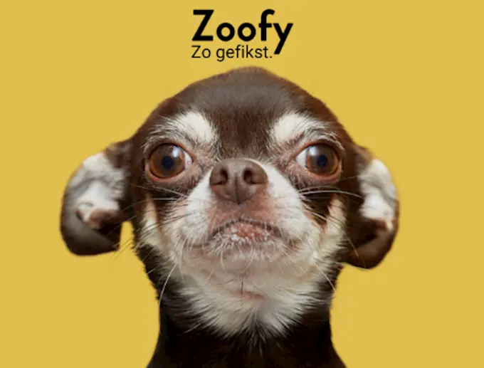 Zoofy hond