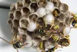 Wasp nest removal costs