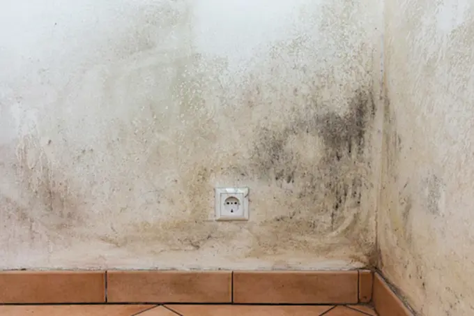 Damp patches on the wall: leak, rising damp or penetrating damp?
