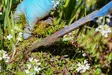 What does weed removal cost
