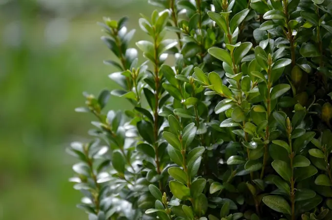 buxus snoeien met Zoofy