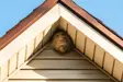 How much does it cost to have a bee nest removed?