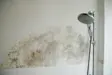 How much does it cost to have mold removed?
