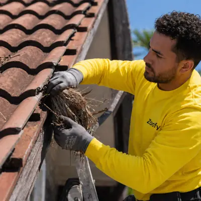 Vogelnest onder dakpannen laten verwijderen