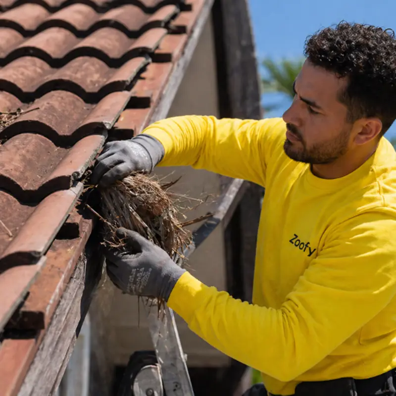 Have a bird nest under roof tiles removed