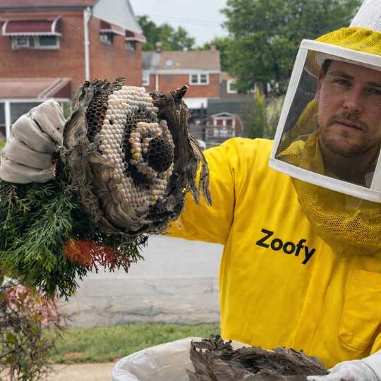 Have a wasp nest removed